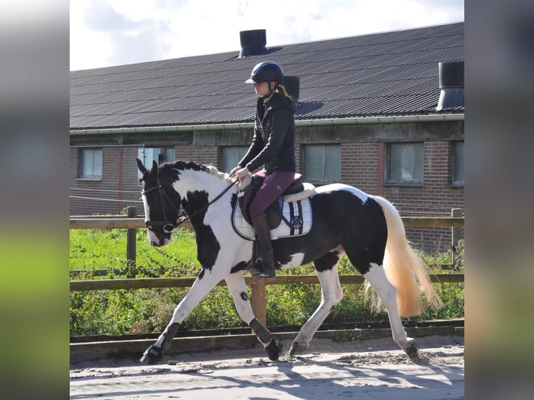 Cavallo sportivo irlandese Castrone 4 Anni 146 cm Pezzato in Venlo