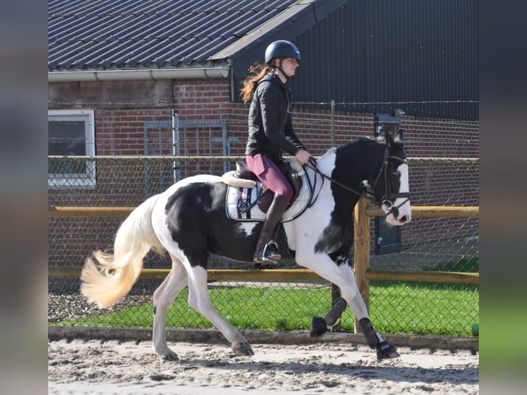 Cavallo sportivo irlandese Castrone 4 Anni 146 cm Pezzato in Venlo