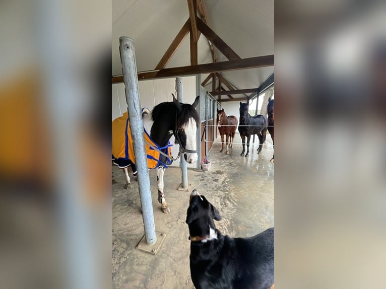 Cavallo sportivo irlandese Castrone 4 Anni 146 cm Pezzato in Venlo