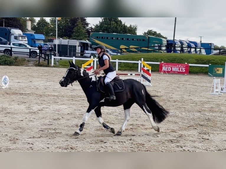 Cavallo sportivo irlandese Castrone 4 Anni 147 cm Pezzato in Mountrath, Co. Laois