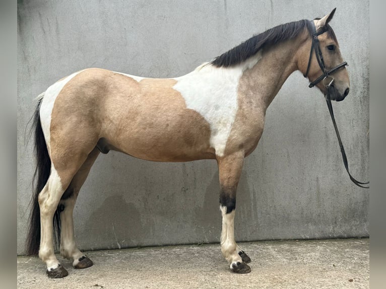 Cavallo sportivo irlandese Castrone 4 Anni 148 cm Falbo in Down