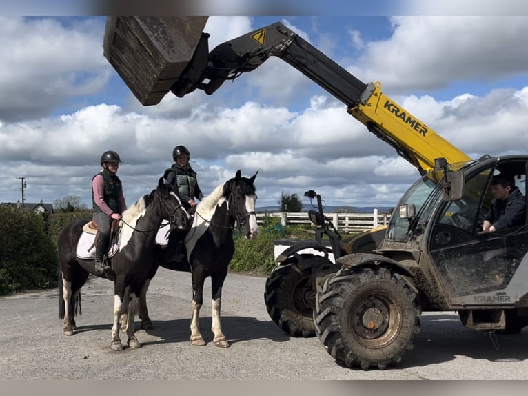 Cavallo sportivo irlandese Castrone 4 Anni 148 cm Pezzato in Mountrath, Co. Laois