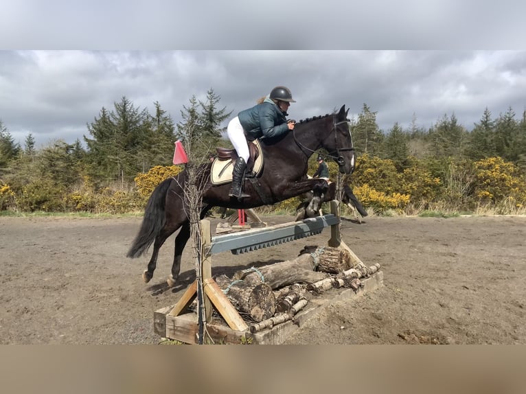 Cavallo sportivo irlandese Castrone 4 Anni 148 cm Pezzato in Mountrath, Co. Laois
