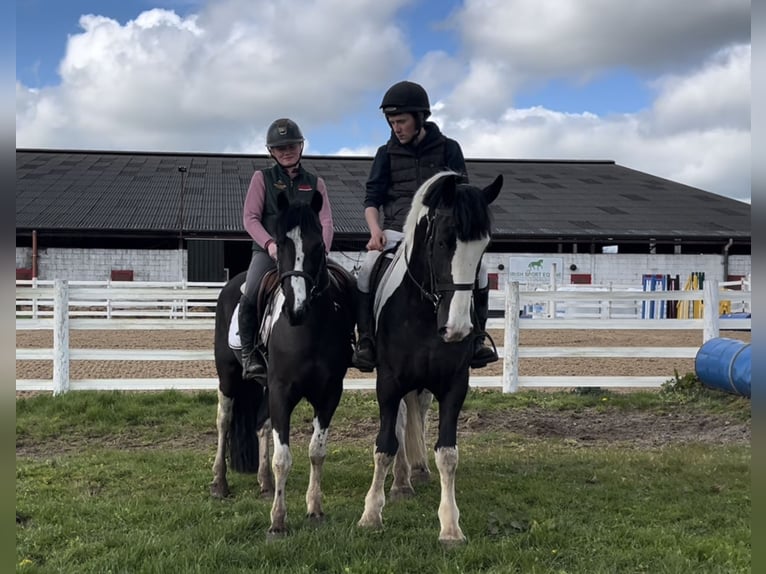 Cavallo sportivo irlandese Castrone 4 Anni 148 cm Pezzato in Mountrath, Co. Laois