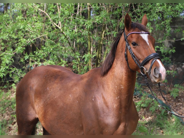 Cavallo sportivo irlandese Mix Castrone 4 Anni 150 cm Sauro in Uelsen