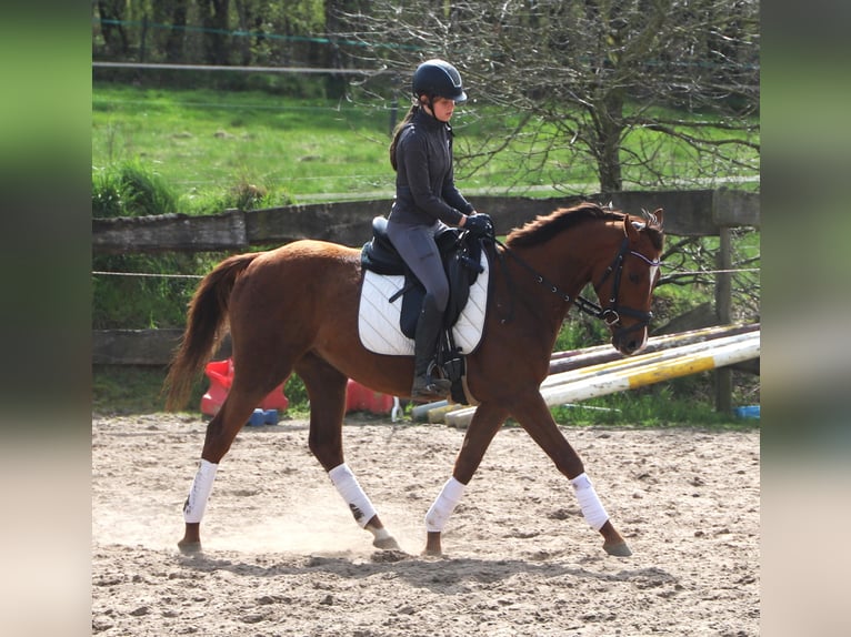 Cavallo sportivo irlandese Mix Castrone 4 Anni 150 cm Sauro in Uelsen