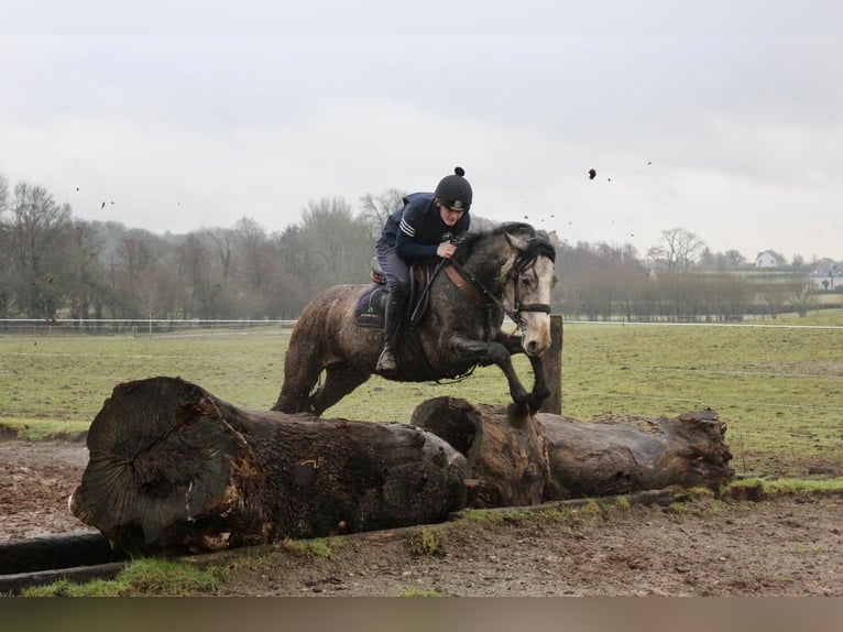 Cavallo sportivo irlandese Castrone 4 Anni 152 cm Grigio in Bogaarden