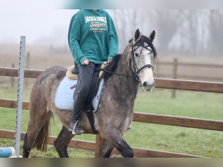 Cavallo sportivo irlandese Castrone 4 Anni 152 cm Grigio in Bogaarden