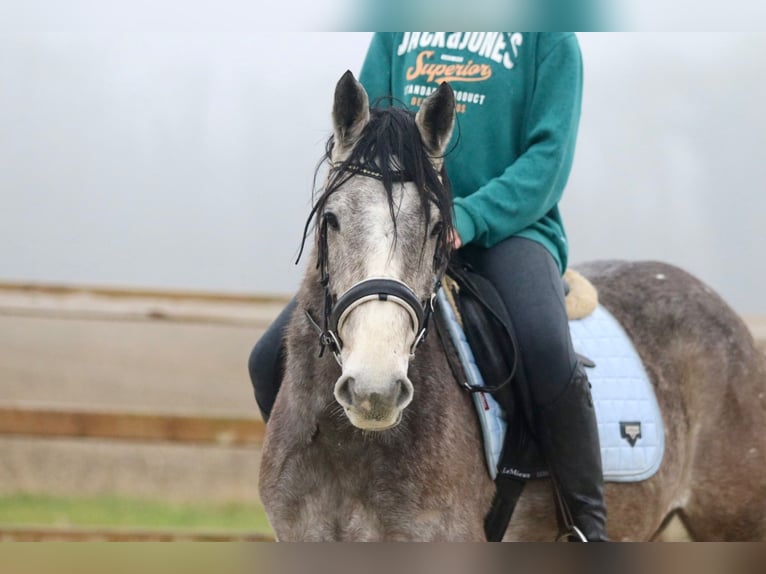 Cavallo sportivo irlandese Castrone 4 Anni 152 cm Grigio in Bogaarden