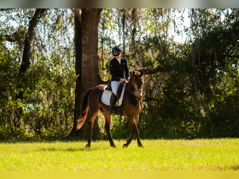 Cavallo sportivo irlandese Mix Castrone 4 Anni 152 cm Pelle di daino in Ocala