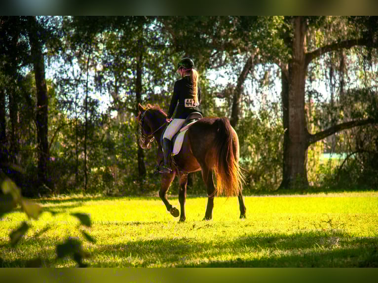 Cavallo sportivo irlandese Mix Castrone 4 Anni 152 cm Pelle di daino in Ocala