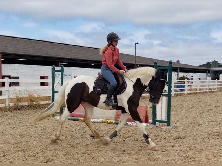 Cavallo sportivo irlandese Mix Castrone 4 Anni 153 cm Pezzato in Mountrath, Co. Laois