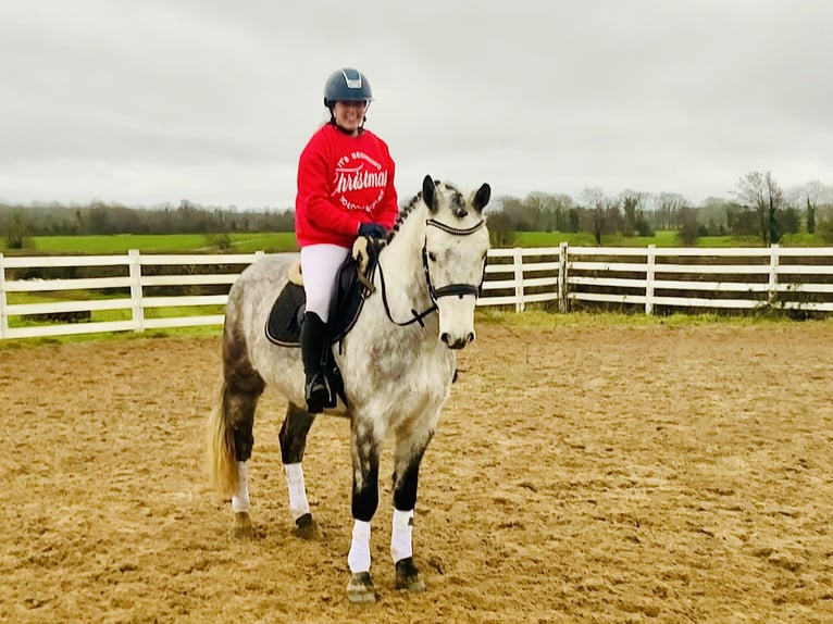 Cavallo sportivo irlandese Castrone 4 Anni 155 cm Grigio in Mountrath