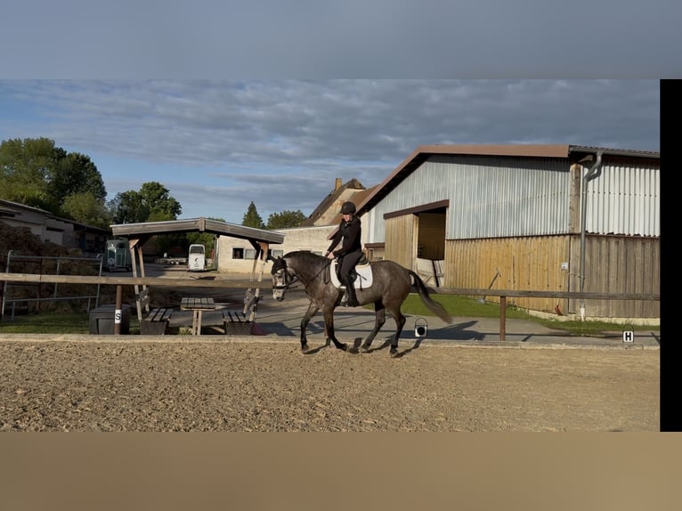 Cavallo sportivo irlandese Mix Castrone 4 Anni 155 cm Può diventare grigio in Beucha