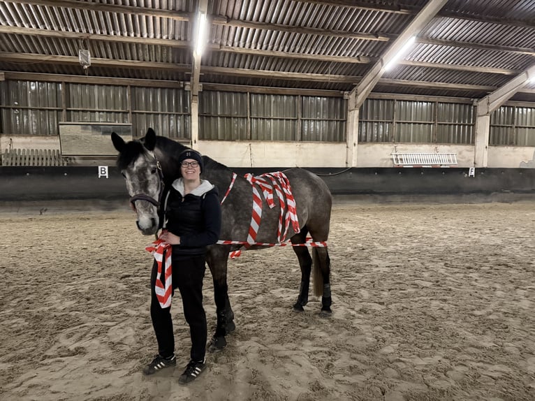 Cavallo sportivo irlandese Mix Castrone 4 Anni 155 cm Può diventare grigio in Beucha