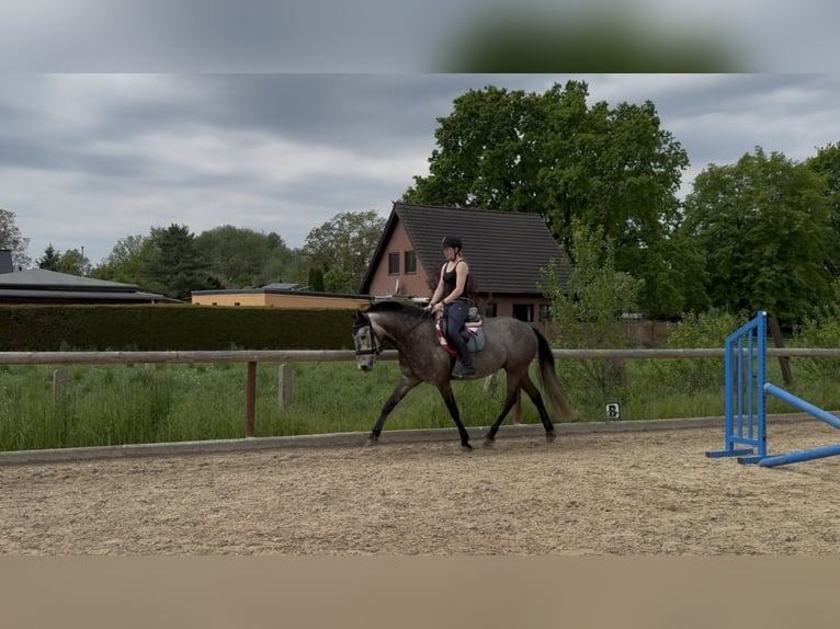 Cavallo sportivo irlandese Mix Castrone 4 Anni 155 cm Può diventare grigio in Beucha