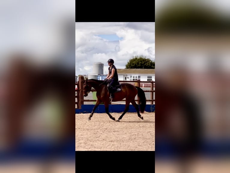 Cavallo sportivo irlandese Castrone 4 Anni 158 cm Baio ciliegia in Newry