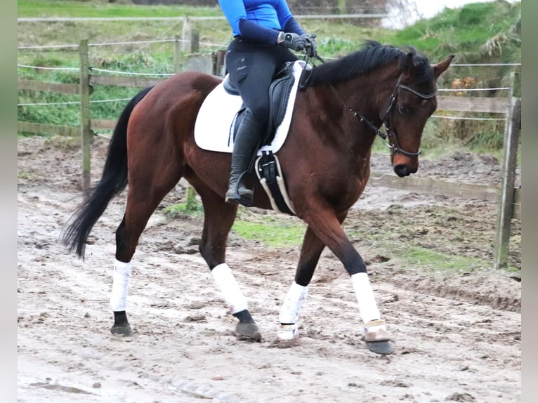 Cavallo sportivo irlandese Castrone 4 Anni 160 cm Baio in uelsen