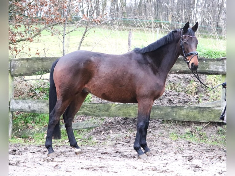 Cavallo sportivo irlandese Mix Castrone 4 Anni 160 cm Baio in uelsen