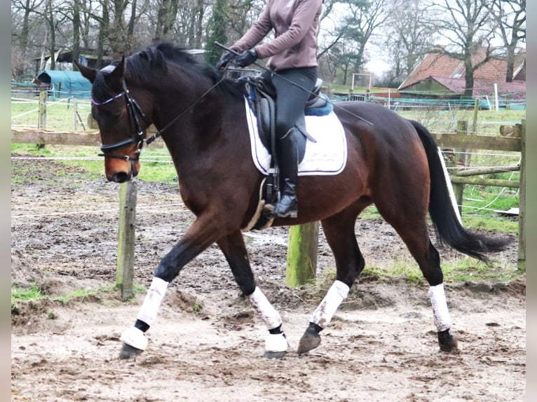 Cavallo sportivo irlandese Mix Castrone 4 Anni 160 cm Baio in uelsen