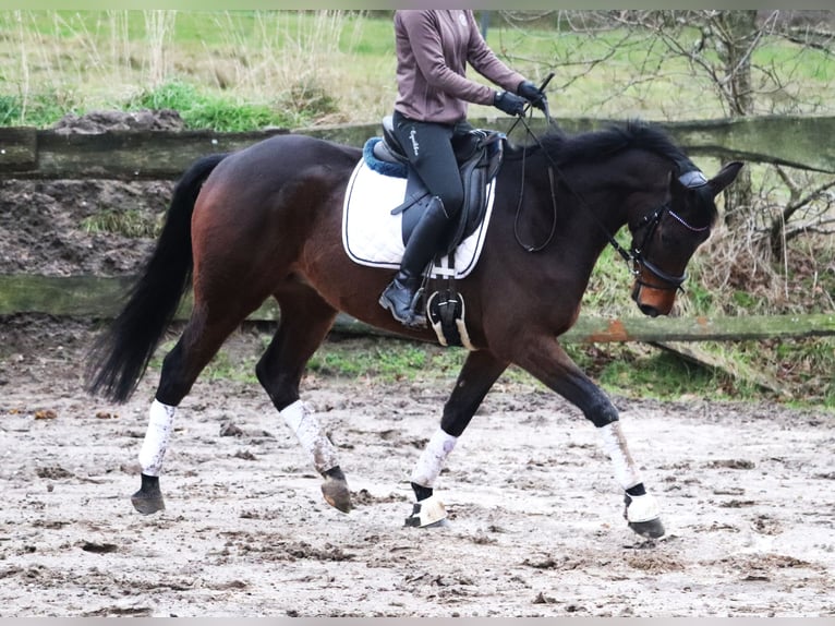 Cavallo sportivo irlandese Mix Castrone 4 Anni 160 cm Baio in uelsen