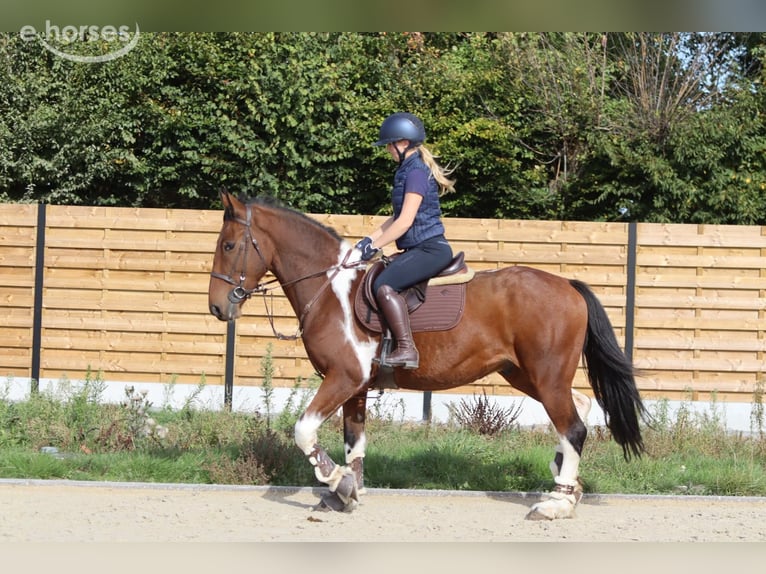 Cavallo sportivo irlandese Castrone 4 Anni 160 cm Pezzato in Pepingen