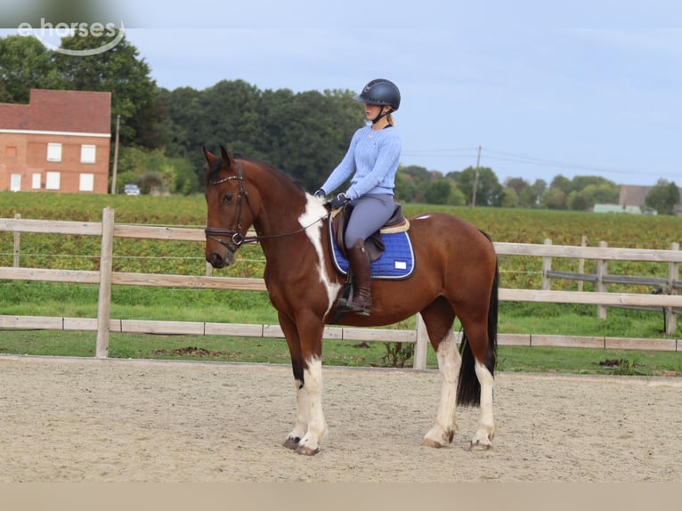 Cavallo sportivo irlandese Castrone 4 Anni 160 cm Pezzato in Pepingen