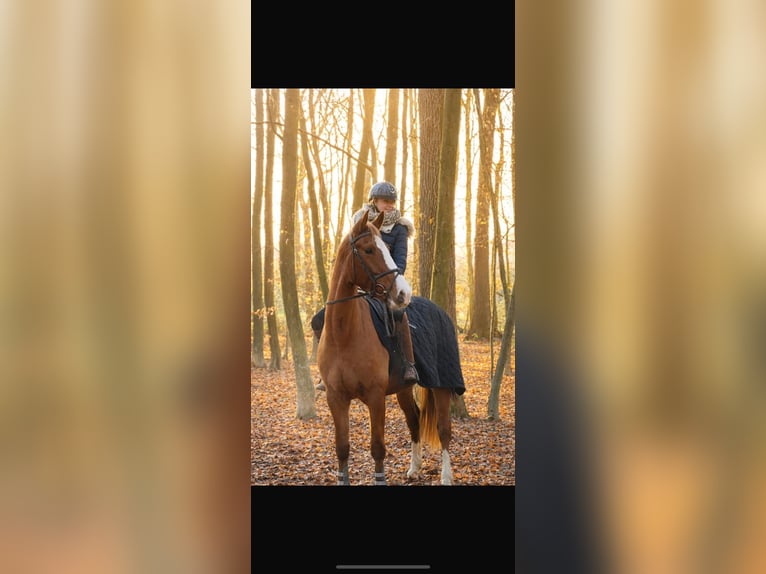 Cavallo sportivo irlandese Castrone 4 Anni 160 cm Sauro in Lathen