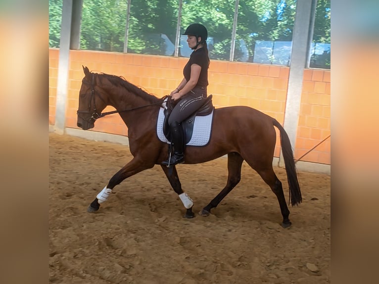 Cavallo sportivo irlandese Castrone 4 Anni 162 cm Baio in Lage