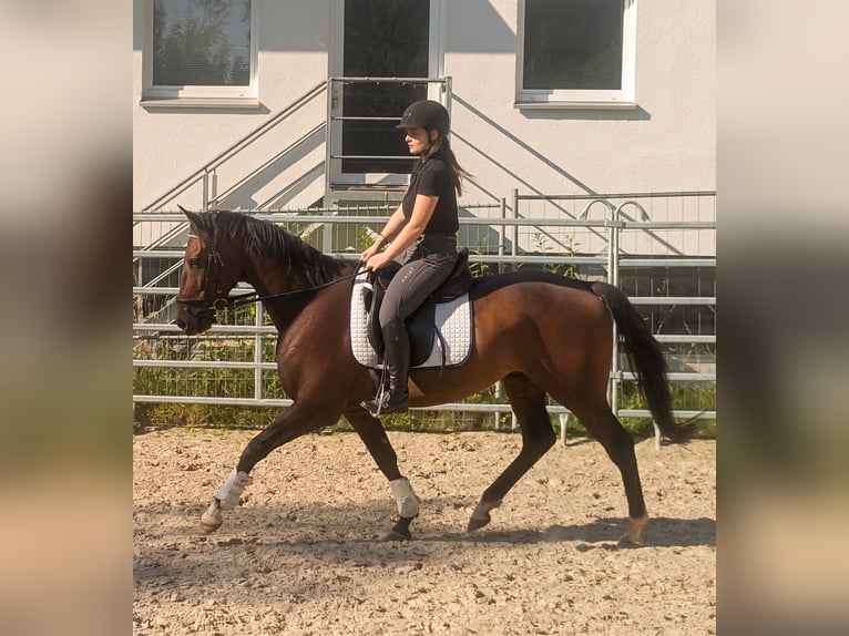 Cavallo sportivo irlandese Castrone 4 Anni 162 cm Baio in Lage