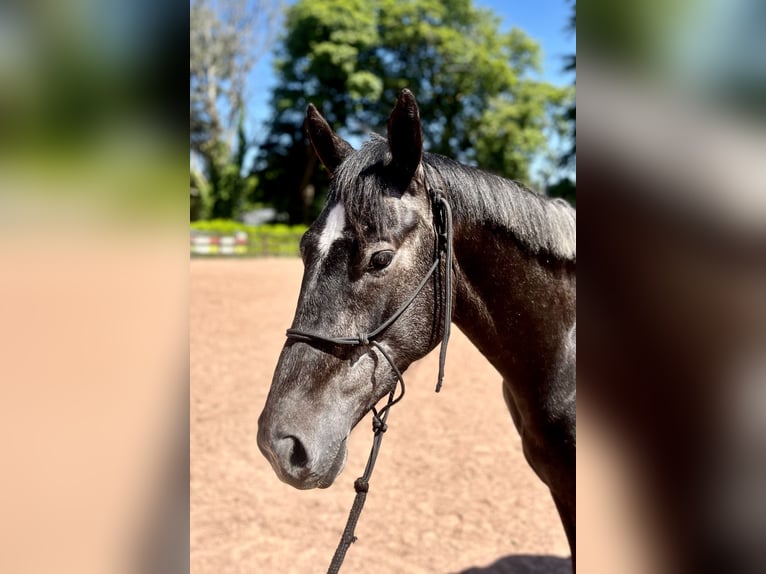 Cavallo sportivo irlandese Castrone 4 Anni 162 cm Grigio in Galway