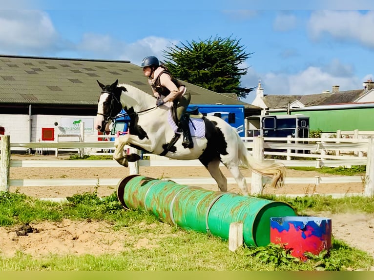 Cavallo sportivo irlandese Castrone 4 Anni 162 cm Pezzato in Mountrath