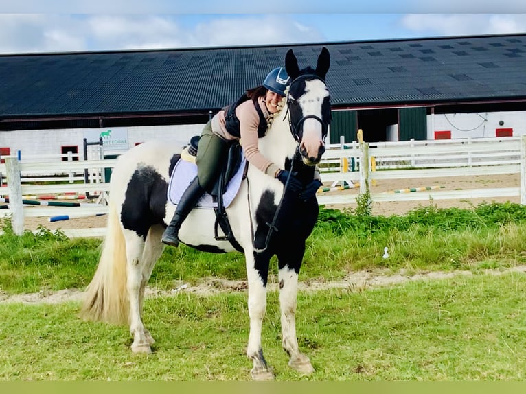 Cavallo sportivo irlandese Castrone 4 Anni 162 cm Pezzato in Mountrath