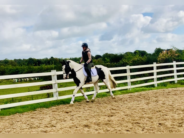 Cavallo sportivo irlandese Castrone 4 Anni 162 cm Pezzato in Mountrath