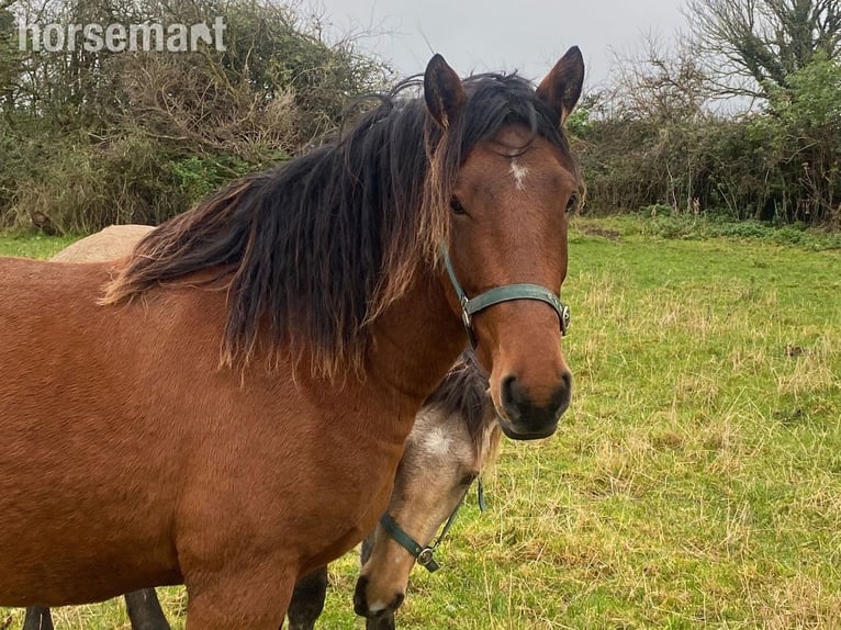 Cavallo sportivo irlandese Castrone 4 Anni 163 cm Baio in Kildare