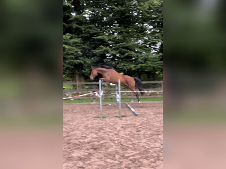 Cavallo sportivo irlandese Castrone 4 Anni 163 cm Baio ciliegia in Loughrea