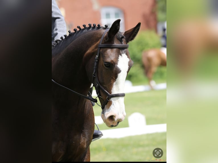 Cavallo sportivo irlandese Castrone 4 Anni 163 cm Sauro in Banbury