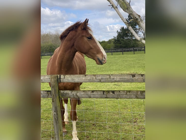 Cavallo sportivo irlandese Castrone 4 Anni 163 cm Sauro in Banbury