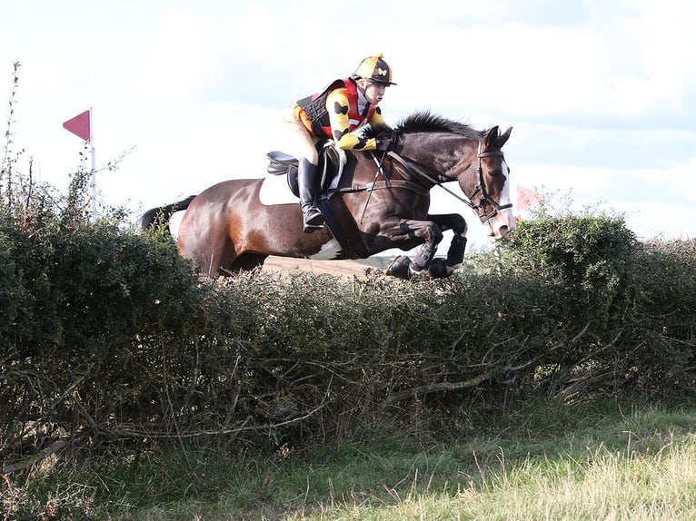 Cavallo sportivo irlandese Castrone 4 Anni 163 cm Sauro in Banbury