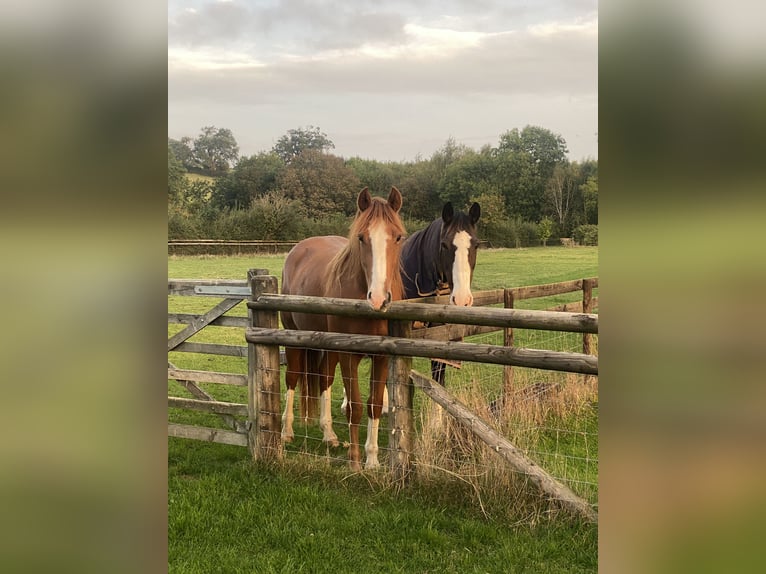 Cavallo sportivo irlandese Castrone 4 Anni 163 cm Sauro in Banbury