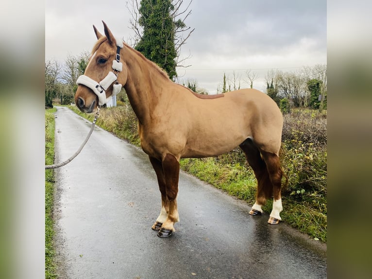 Cavallo sportivo irlandese Castrone 4 Anni 163 cm Sauro scuro in Sligo