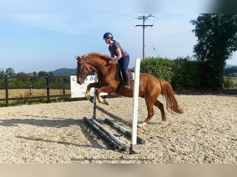 Cavallo sportivo irlandese Castrone 4 Anni 163 cm Sauro scuro in Sligo