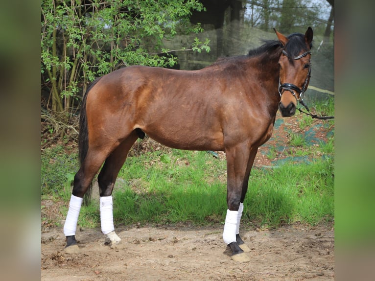 Cavallo sportivo irlandese Mix Castrone 4 Anni 164 cm Baio in Uelsen