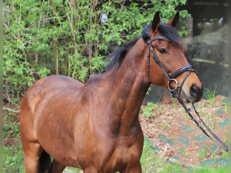 Cavallo sportivo irlandese Mix Castrone 4 Anni 164 cm Baio in Uelsen