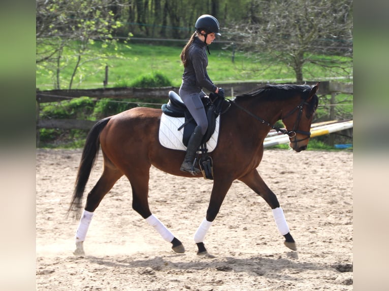 Cavallo sportivo irlandese Mix Castrone 4 Anni 164 cm Baio in Uelsen