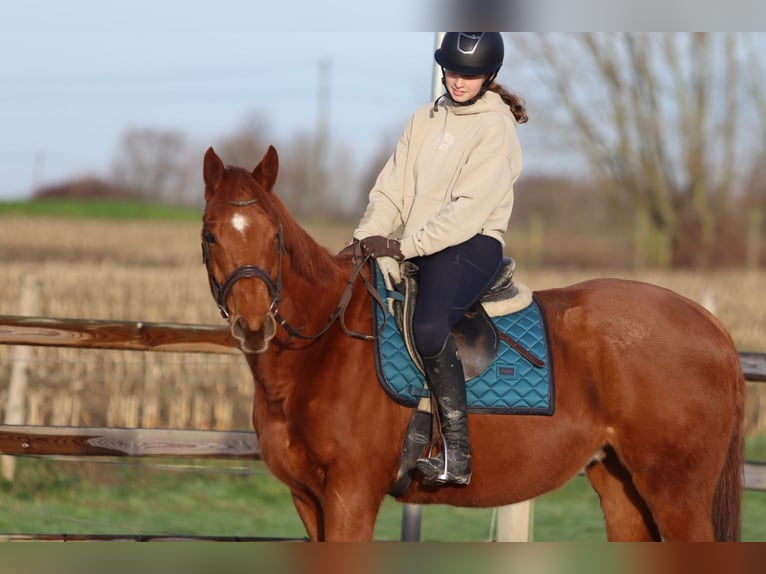 Cavallo sportivo irlandese Castrone 4 Anni 164 cm Sauro scuro in Bogaarden