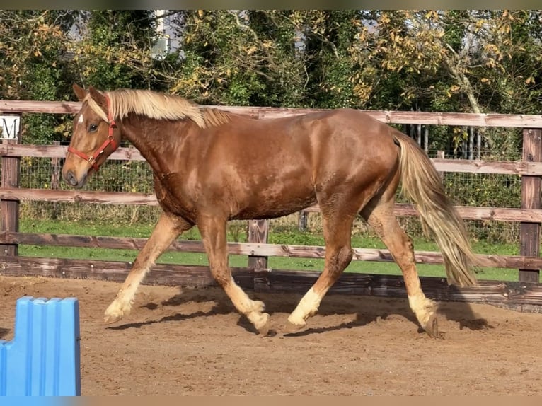 Cavallo sportivo irlandese Mix Castrone 4 Anni 165 cm in Newry