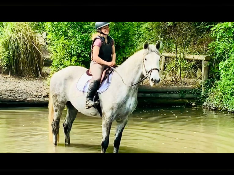 Cavallo sportivo irlandese Castrone 4 Anni 165 cm Grigio in Mountrath