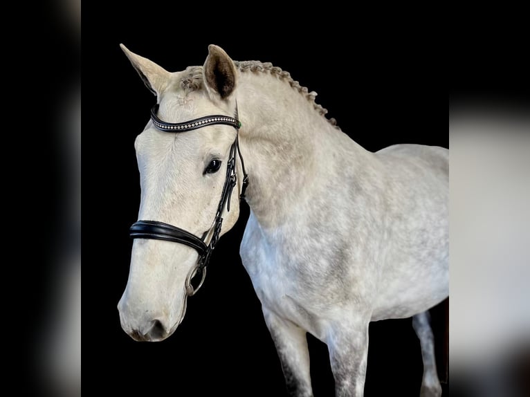 Cavallo sportivo irlandese Castrone 4 Anni 165 cm Grigio in Mountrath