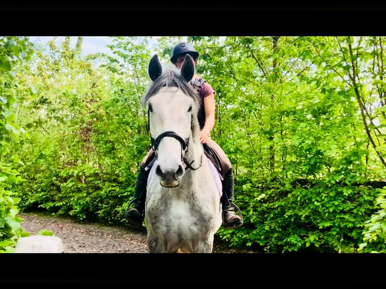 Cavallo sportivo irlandese Castrone 4 Anni 165 cm Grigio in Mountrath